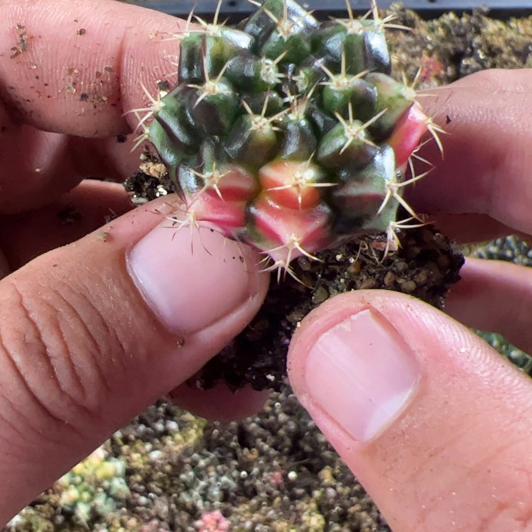 当前无花栽培后可以开花262