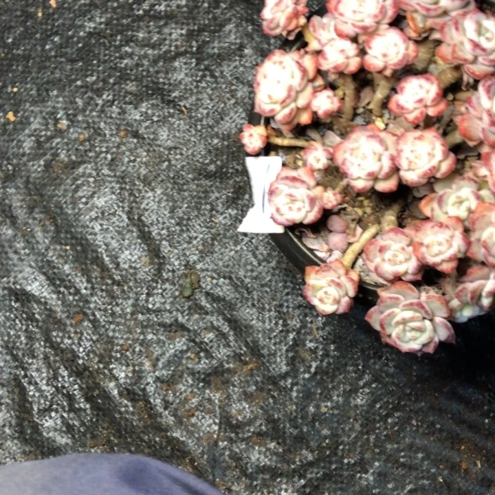 茹99////////////////