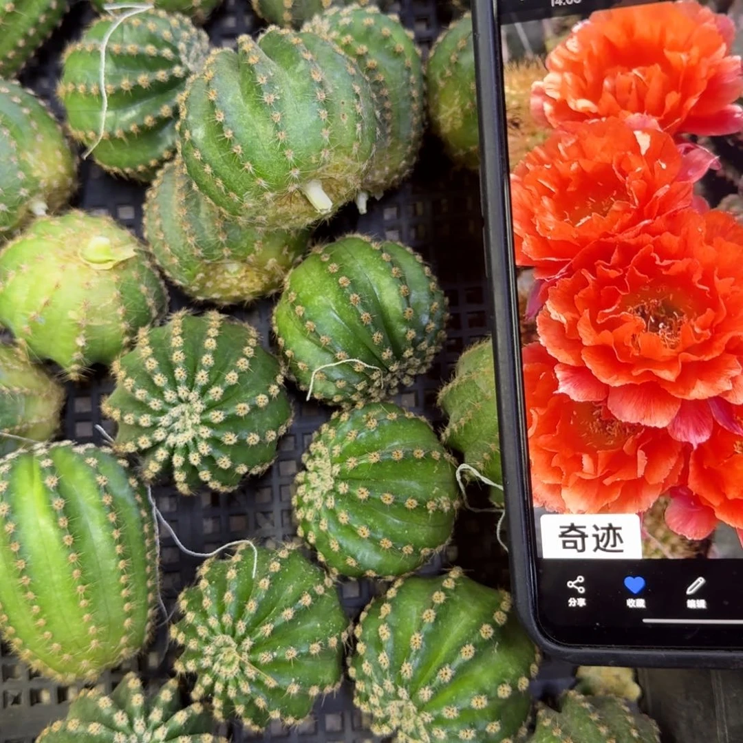 45彩草奇迹歪4公分左右无根侧牙，20包邮