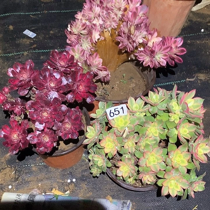 多肉植物法师651法师3颗