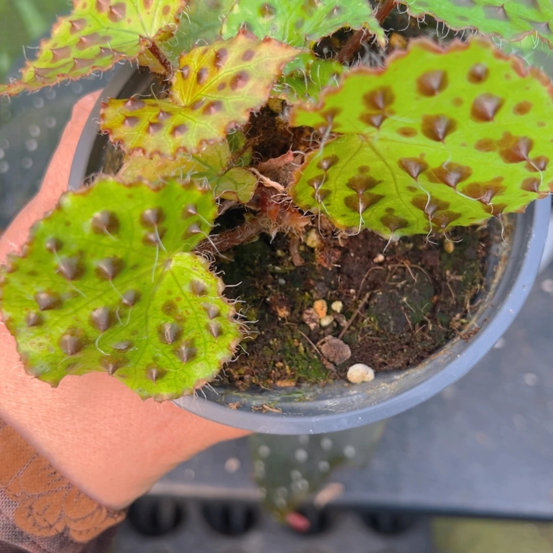 小***啦无花朵黑泡秋海棠闪购