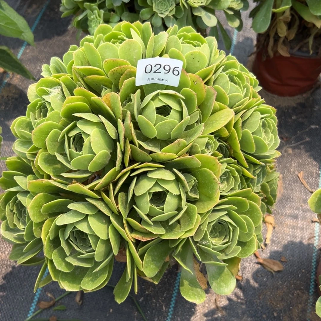 296多肉      绿玫瑰