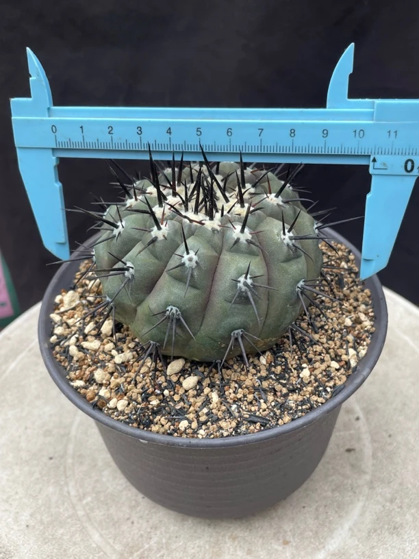 黑王丸 龙爪球 仙人球