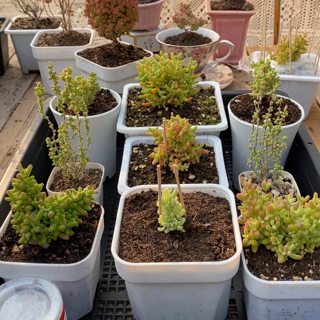 枝干番杏多肉植物463