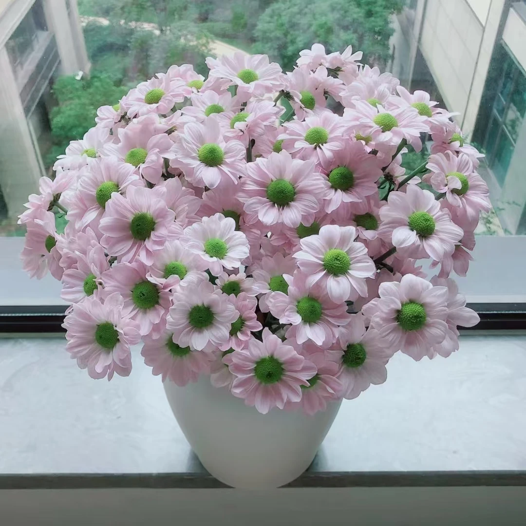 10枝粉色三文鱼小雏菊 (两单发顺丰或京东快递)