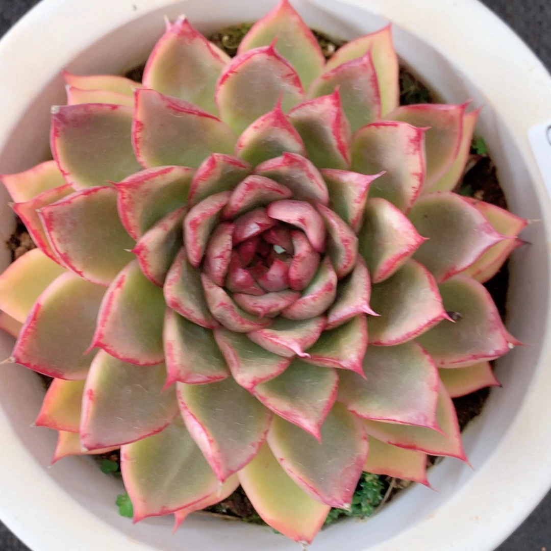 8802杂交多肉植物基地