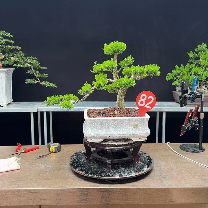 无花朵黄杨黄杨黄杨黄杨