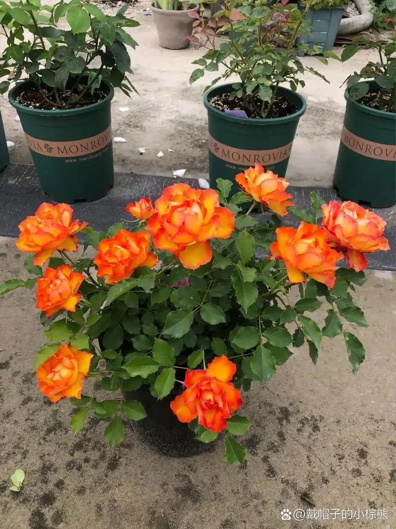 火焰月季多年生花卉四季开花 阳台 地栽 盆栽 庭院