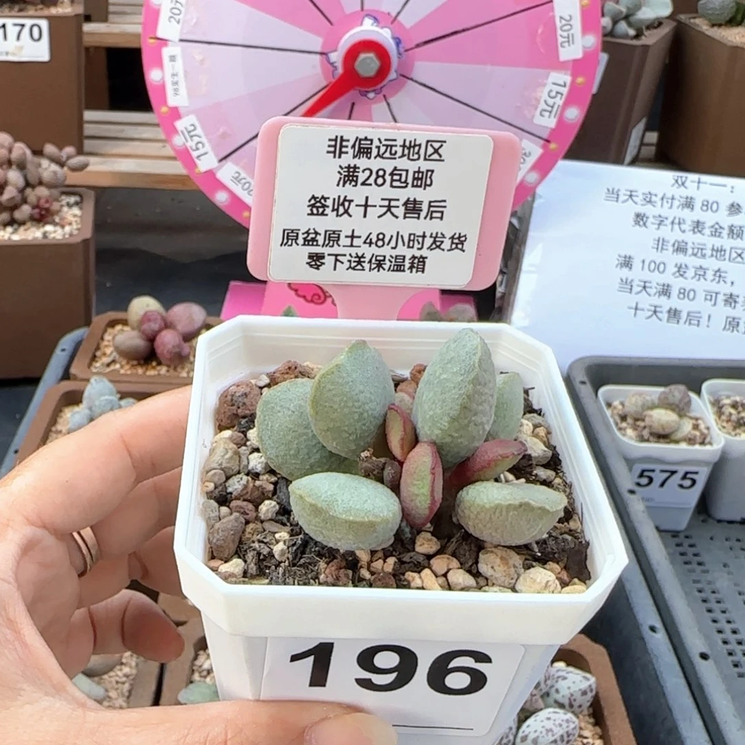 196流萤多肉植物