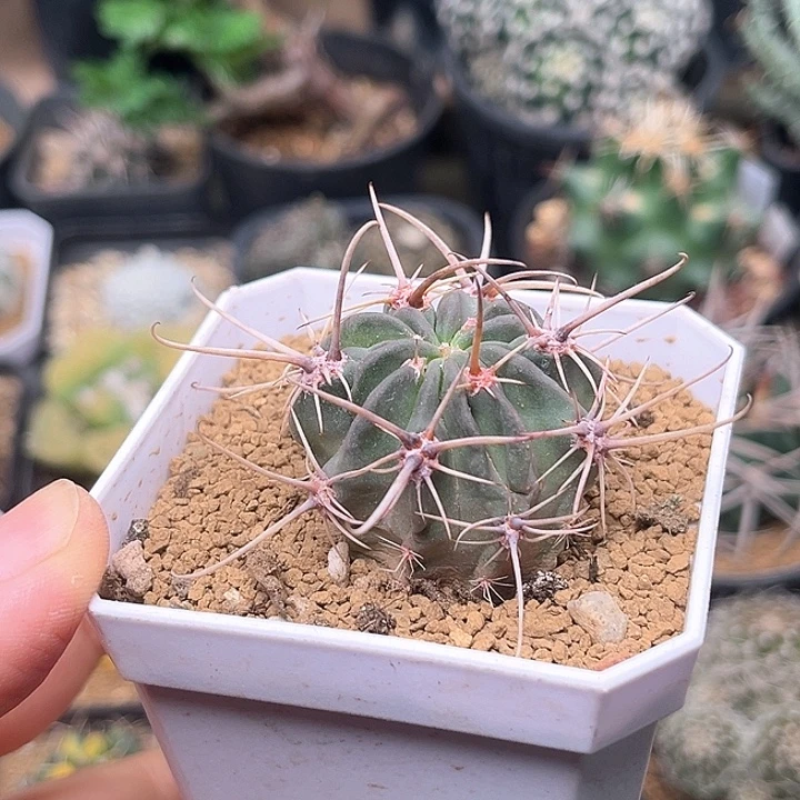 无花朵狂风丸实生球