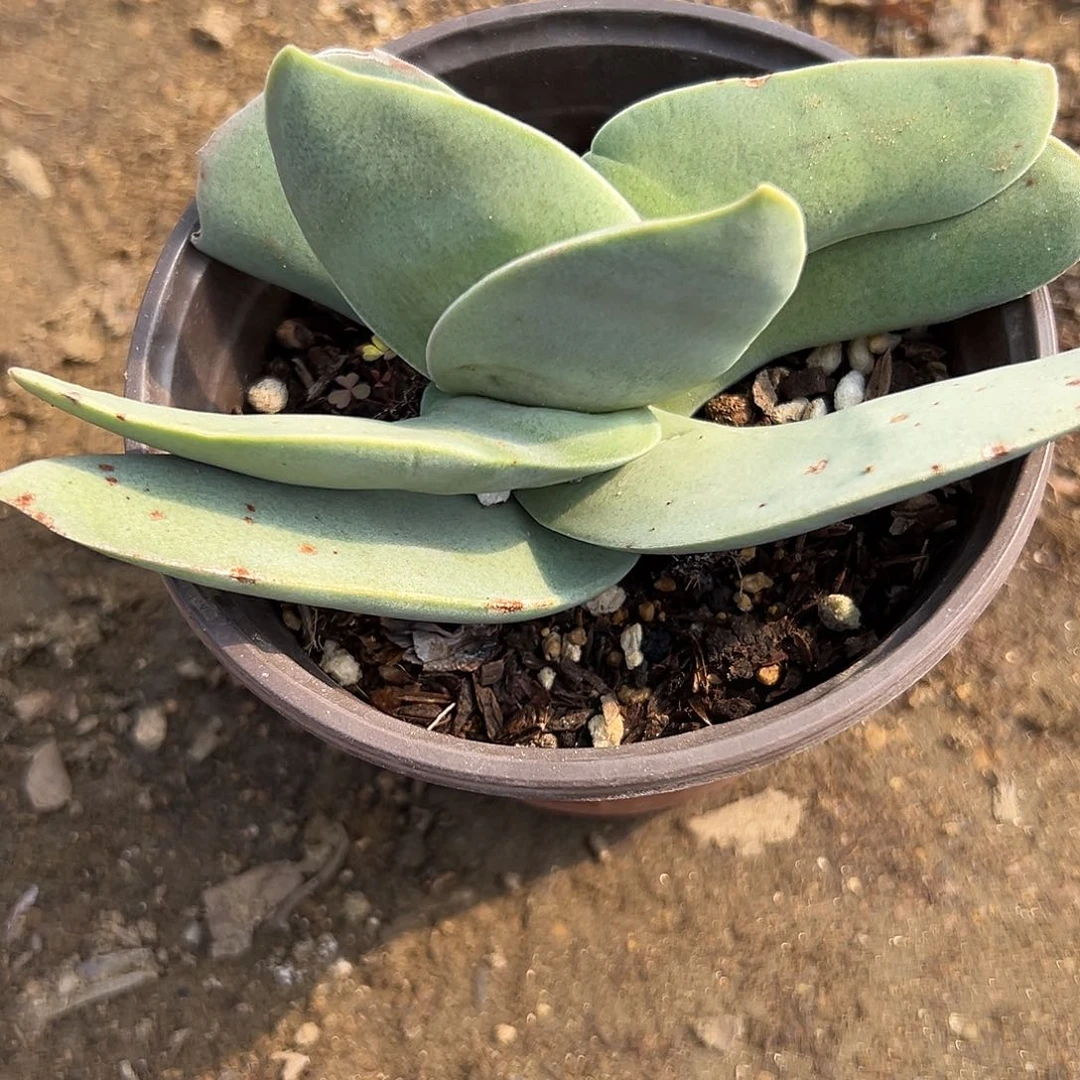 多肉植物神刀单头