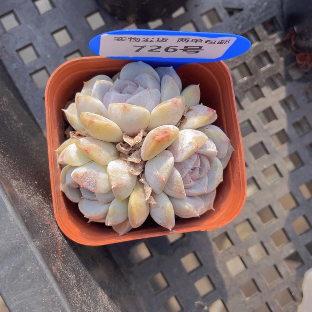 726号汉堡三头一个