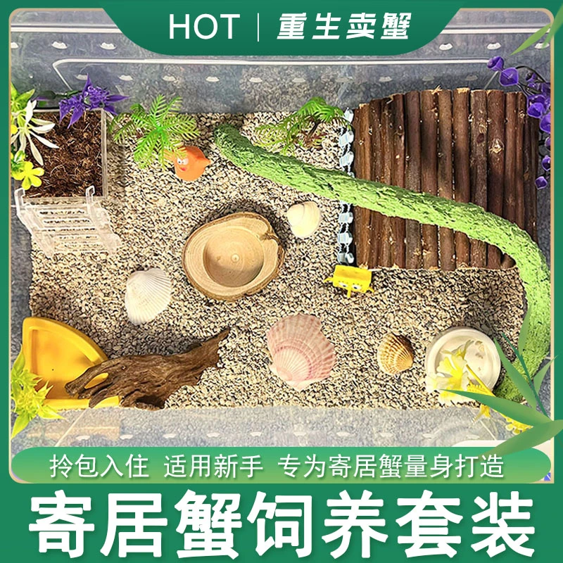 寄居蟹饲养箱套装萌宠物小豆丁寄居蟹小螃蟹缸儿童节礼物新手套餐