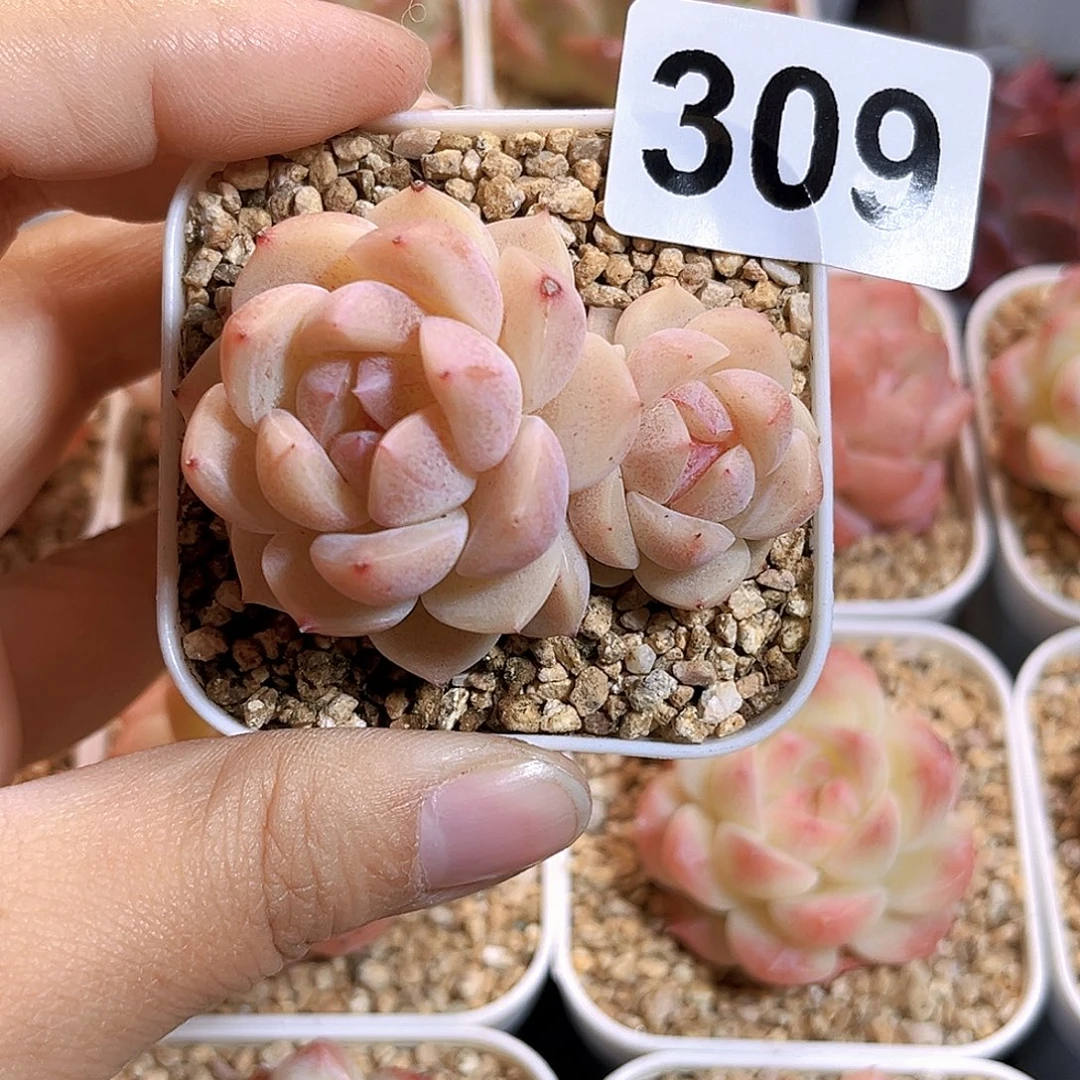 Y***悦309一物一拍 醉玲珑