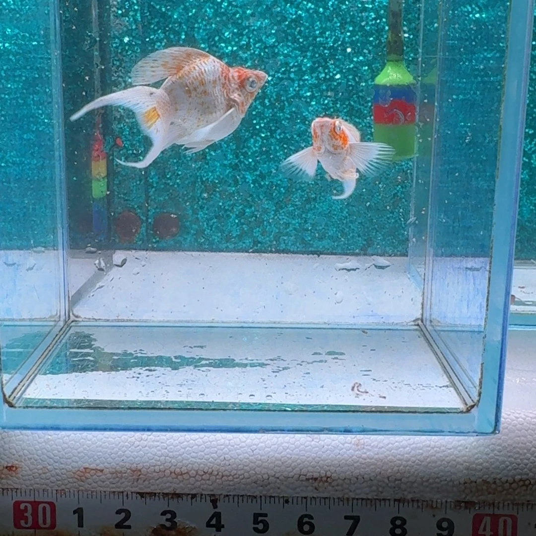 黑玛丽鱼614号玛丽1对