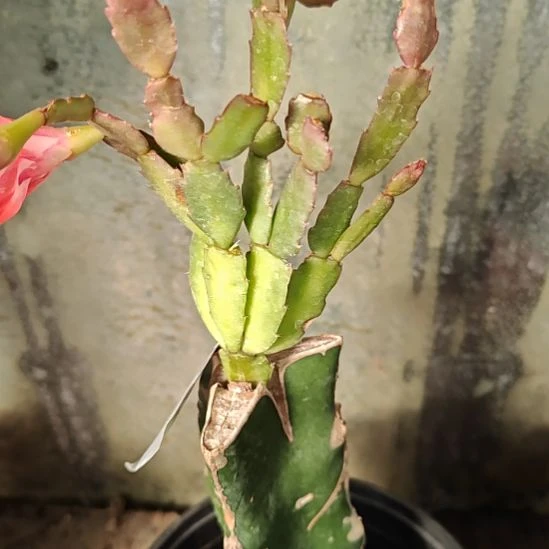 红重零度之上包邮449