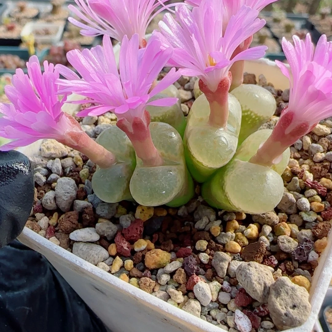 多肉植物紫体透窗大群11号