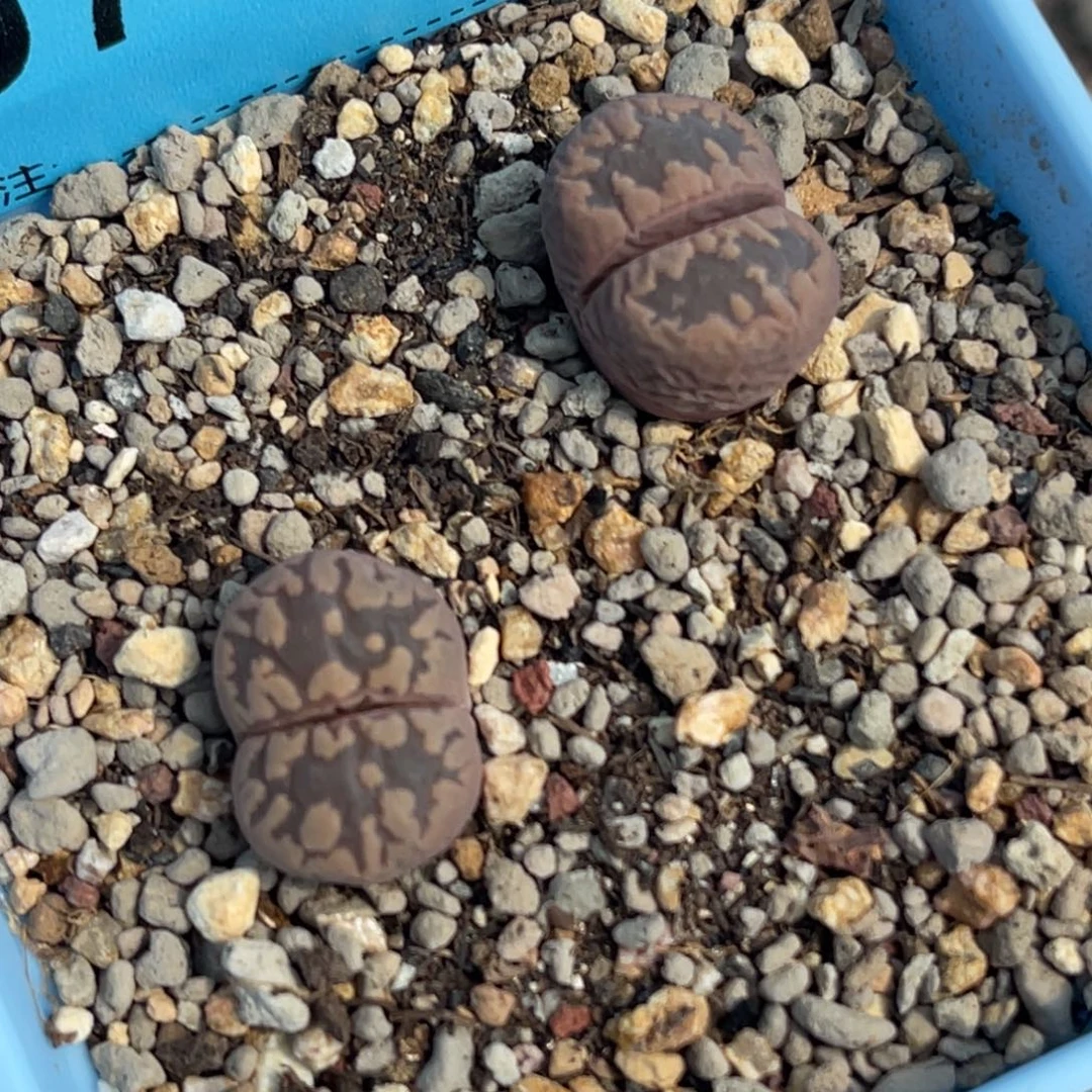 7902紫牙两颗。