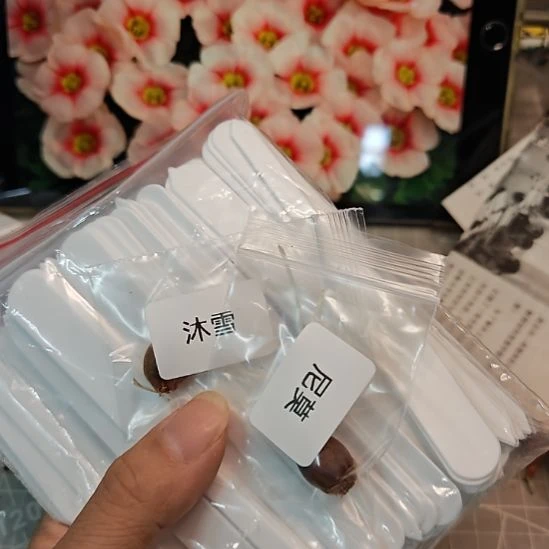 然***呢酢浆草早花沐雪尼莫