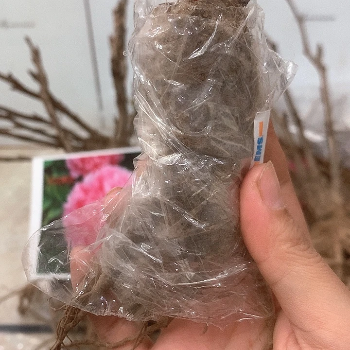 当前无花朵，栽培后可花朵