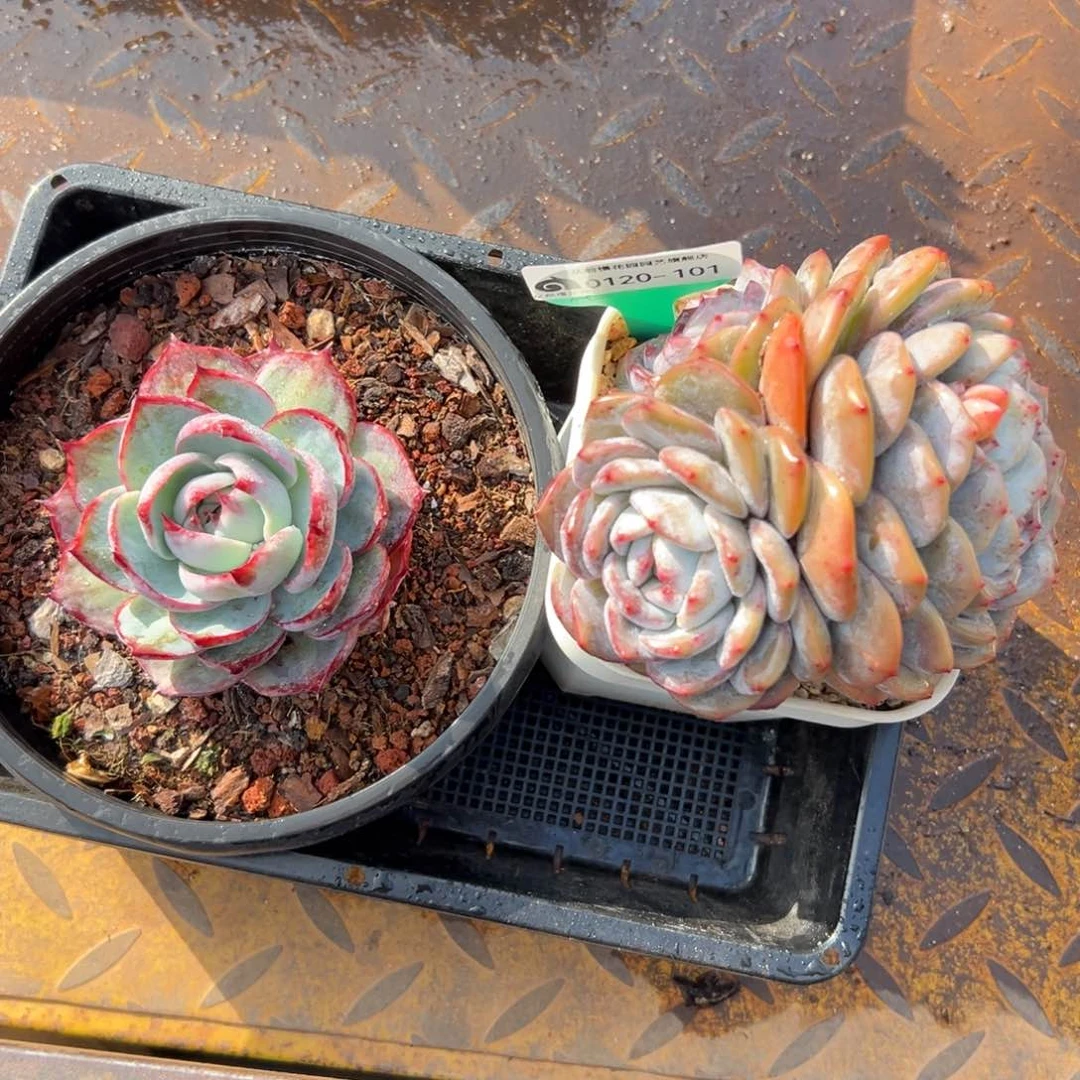 多肉一物一拍编号0120-101