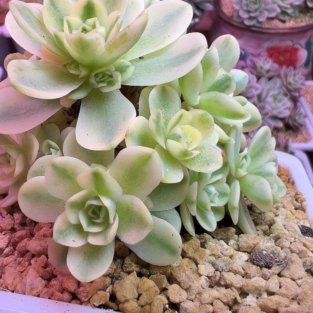 山地玫瑰锦开心1395号