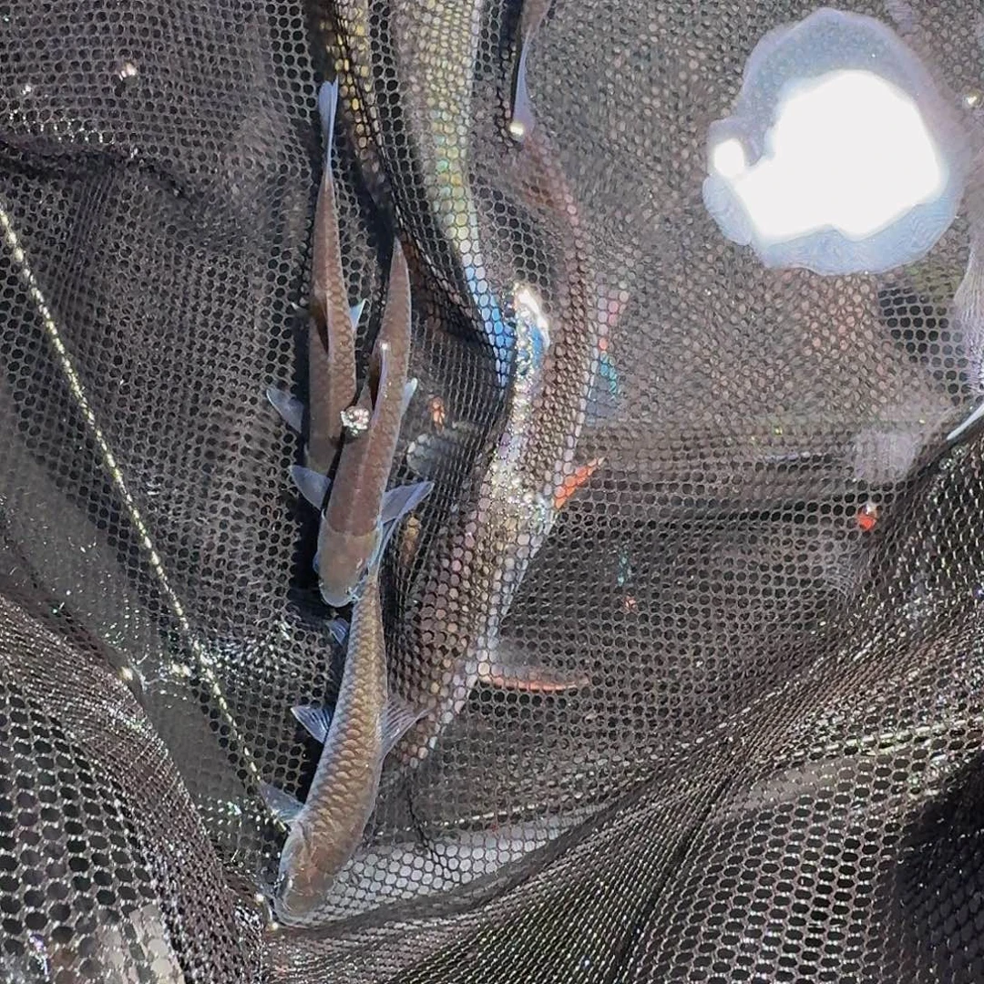 吉罗鱼异口4条。