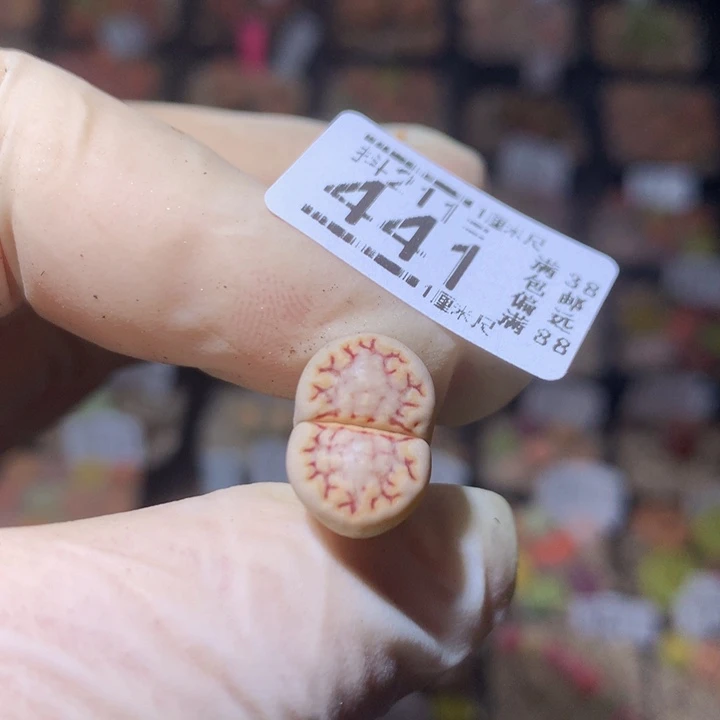 你***? 精品生石花211.441