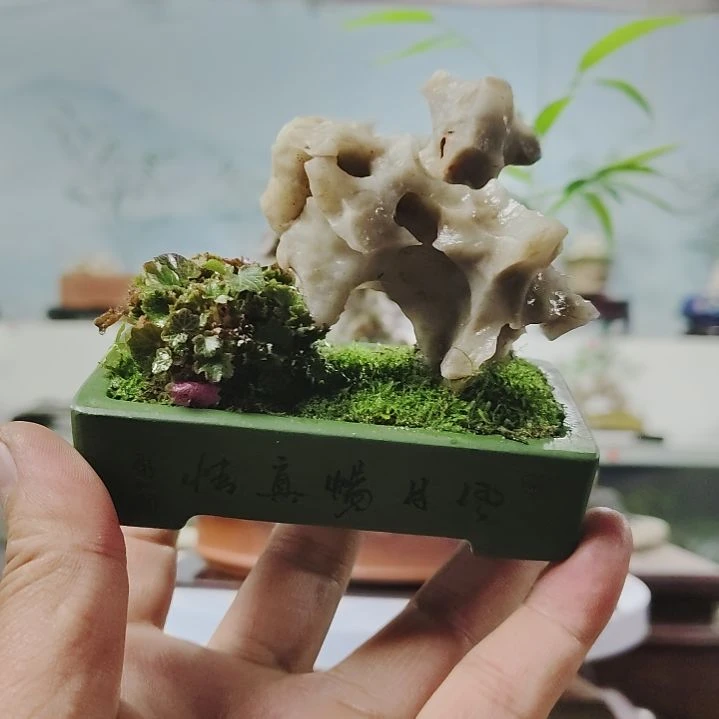 盆景，姬虎耳，玉玲珑