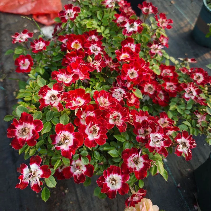 稀有品种小画家姬月季 日本赤花微型月季 单瓣蔷薇有香味阳台绿植