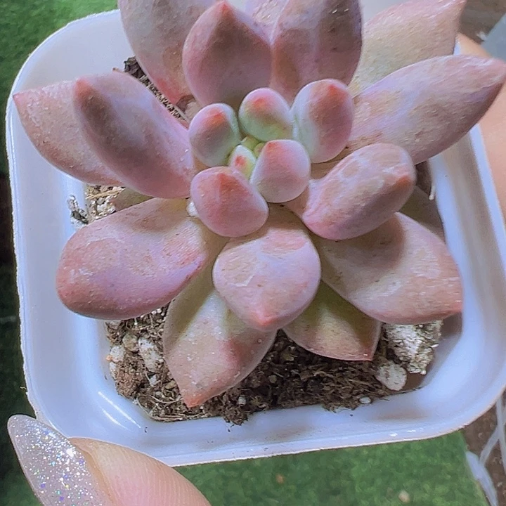 红蜻蜓19包邮多肉植物