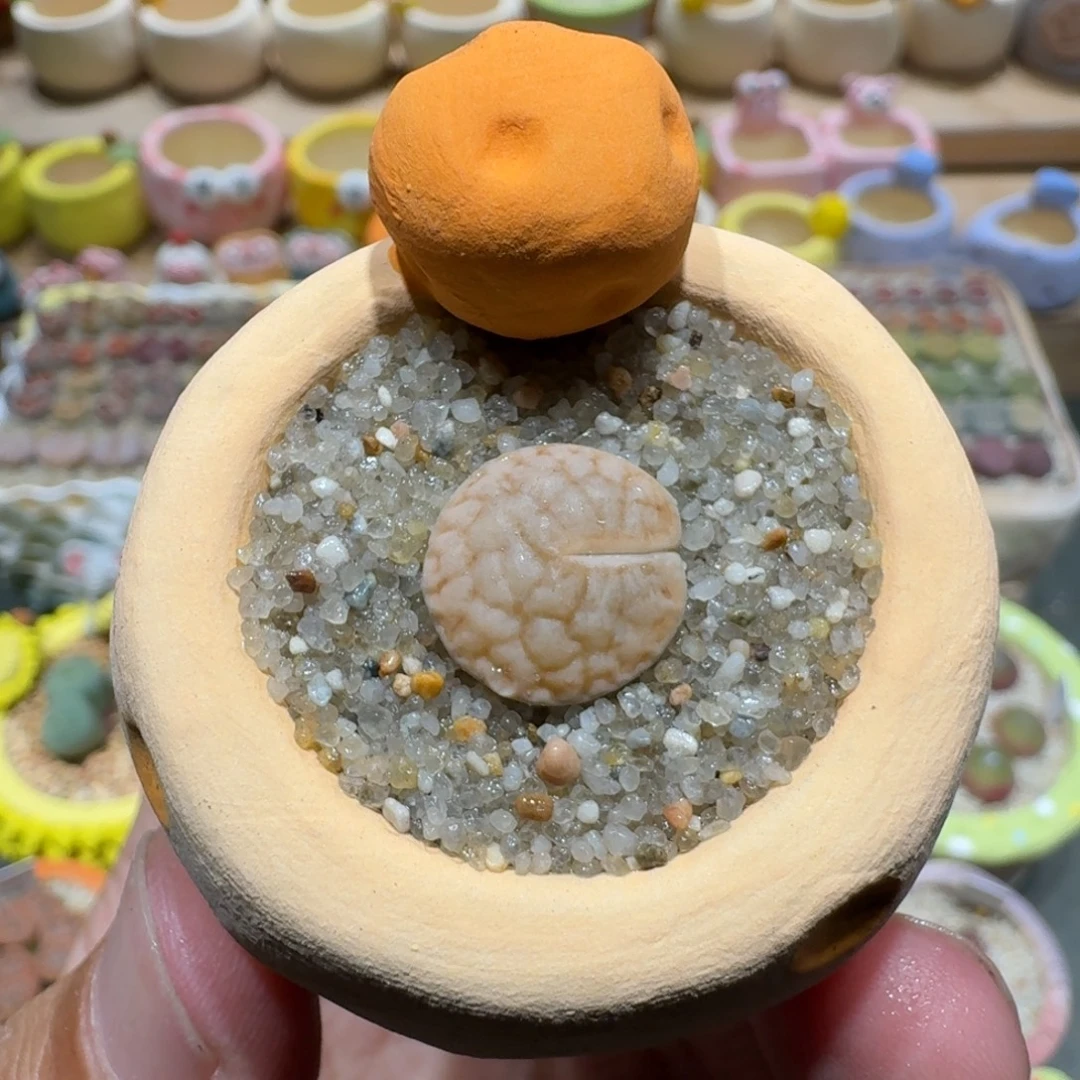 蘑菇1347浪汗玉多肉植物