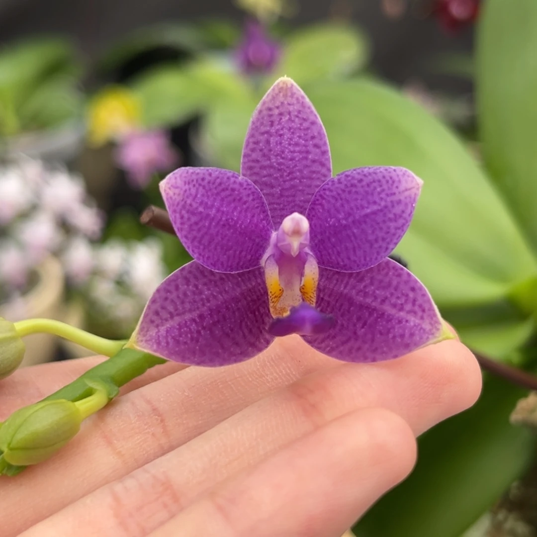 完全开放2.5寸柳林蓝星开花株