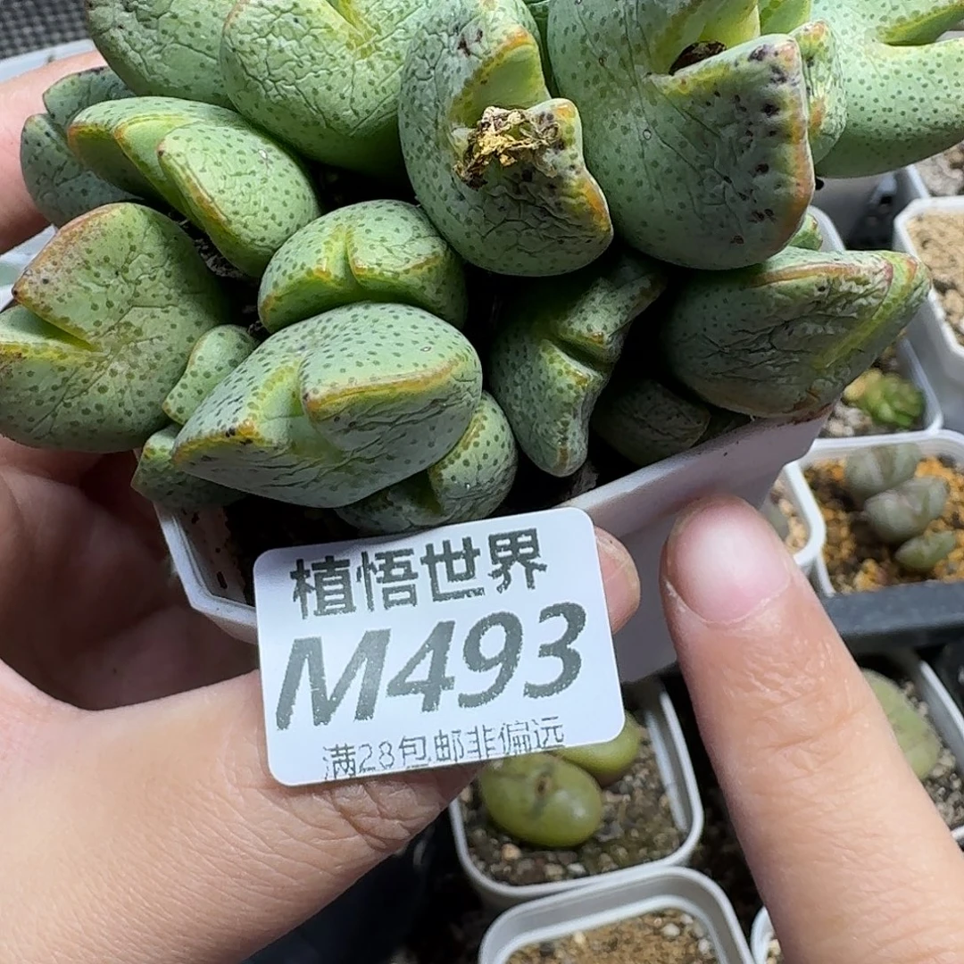 的W的人生的人生ghhn