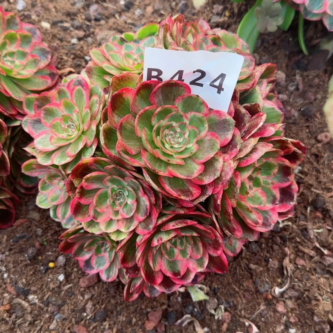 424云荷嫁接发货