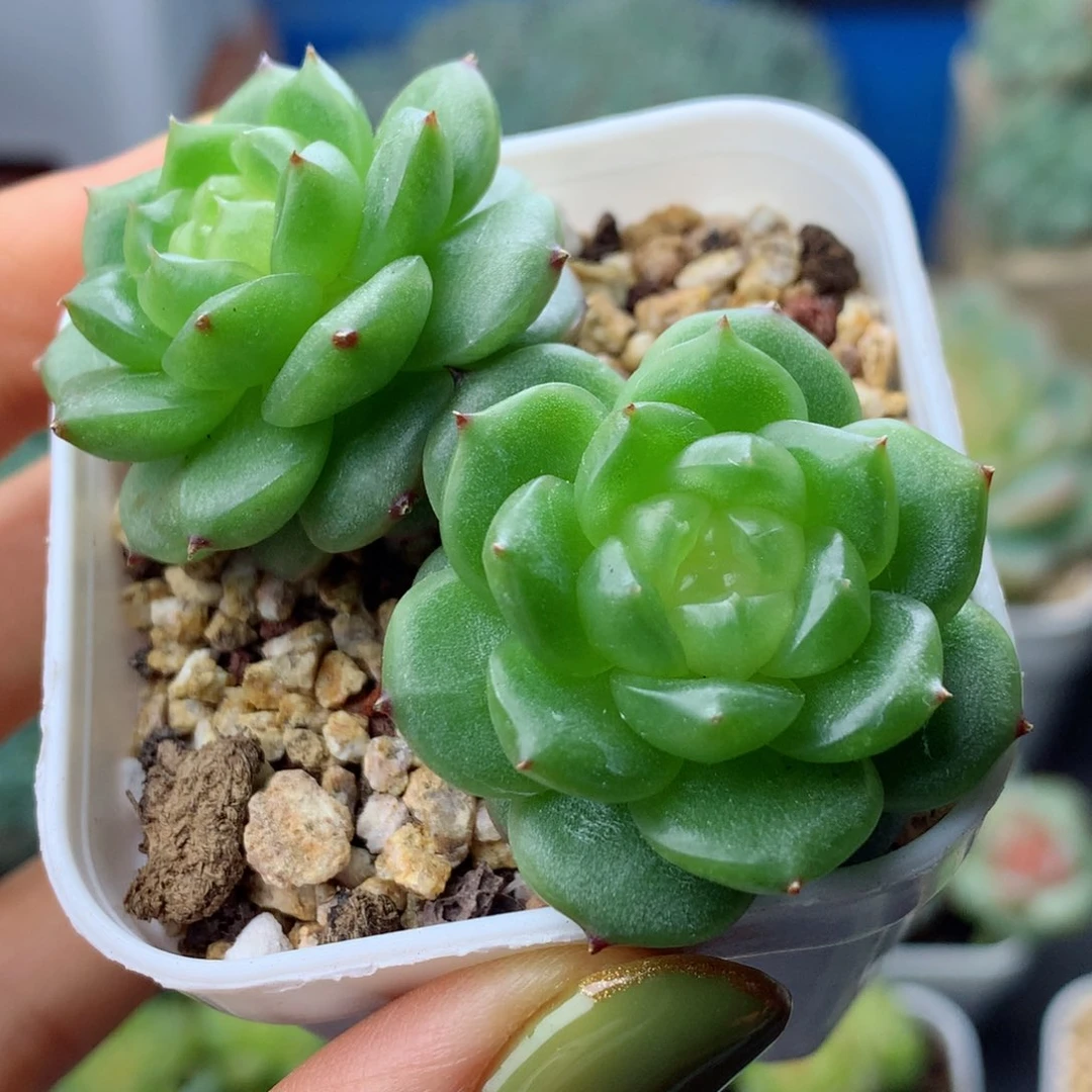 58包邮  群生不包整灯泡67