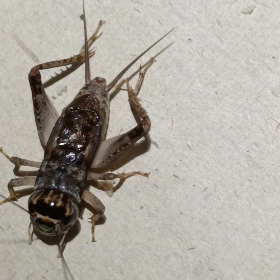 坤园份房蟋蟀蛐蛐