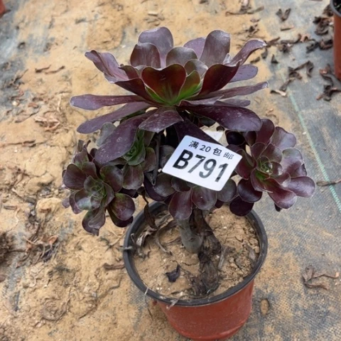 791无毒不包断枝