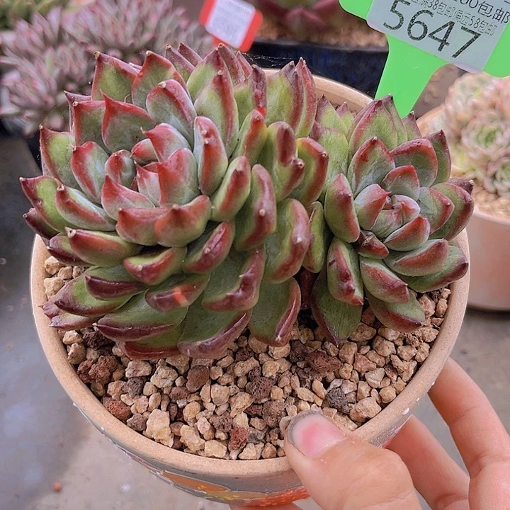 5647魔月。