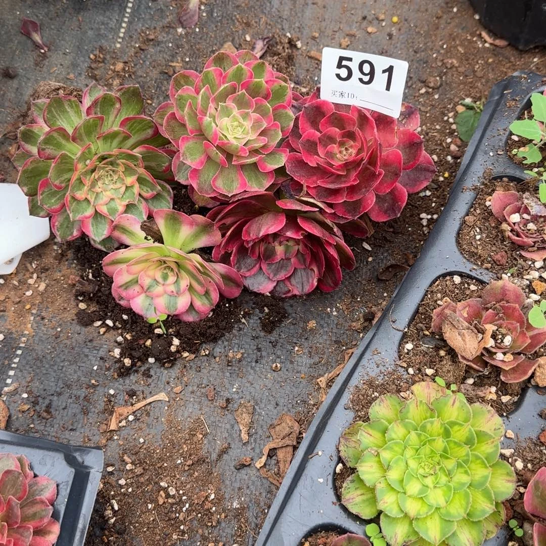 5个小苗多肉植物591