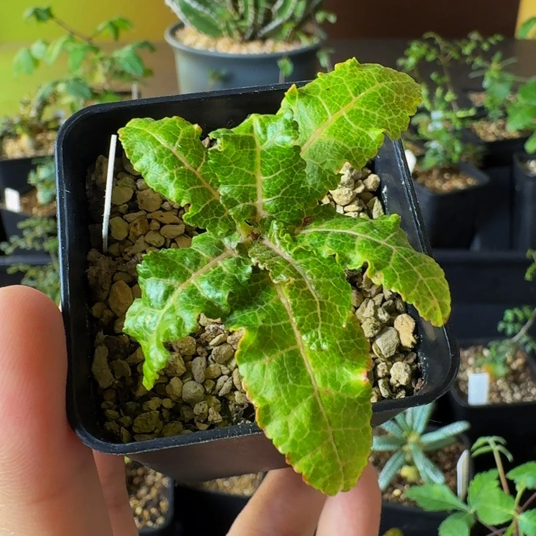 实生特价强锦后代黄体娜娜乳香带盆土顺丰空运包邮