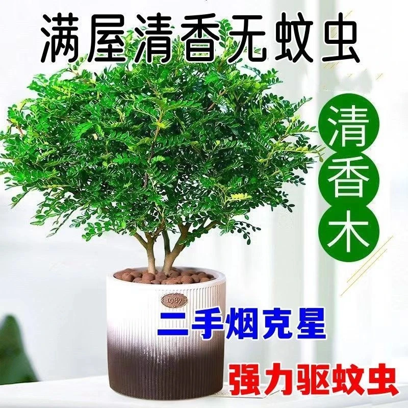【店铺热销】带盆带土正宗清香木盆栽花驱蚊草防虫绿植四季好养净化