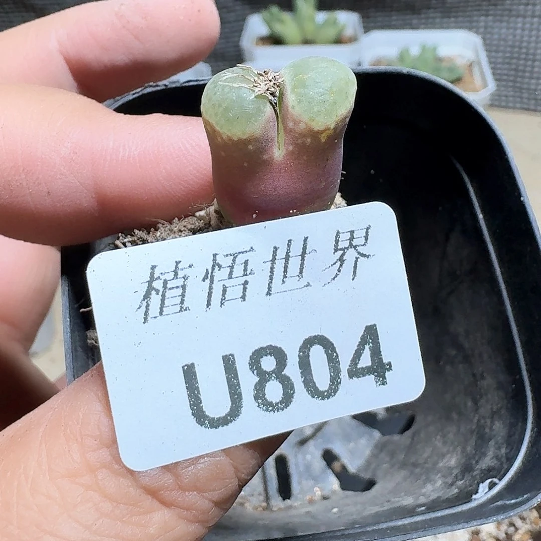 804盒多肉植物哇f g
