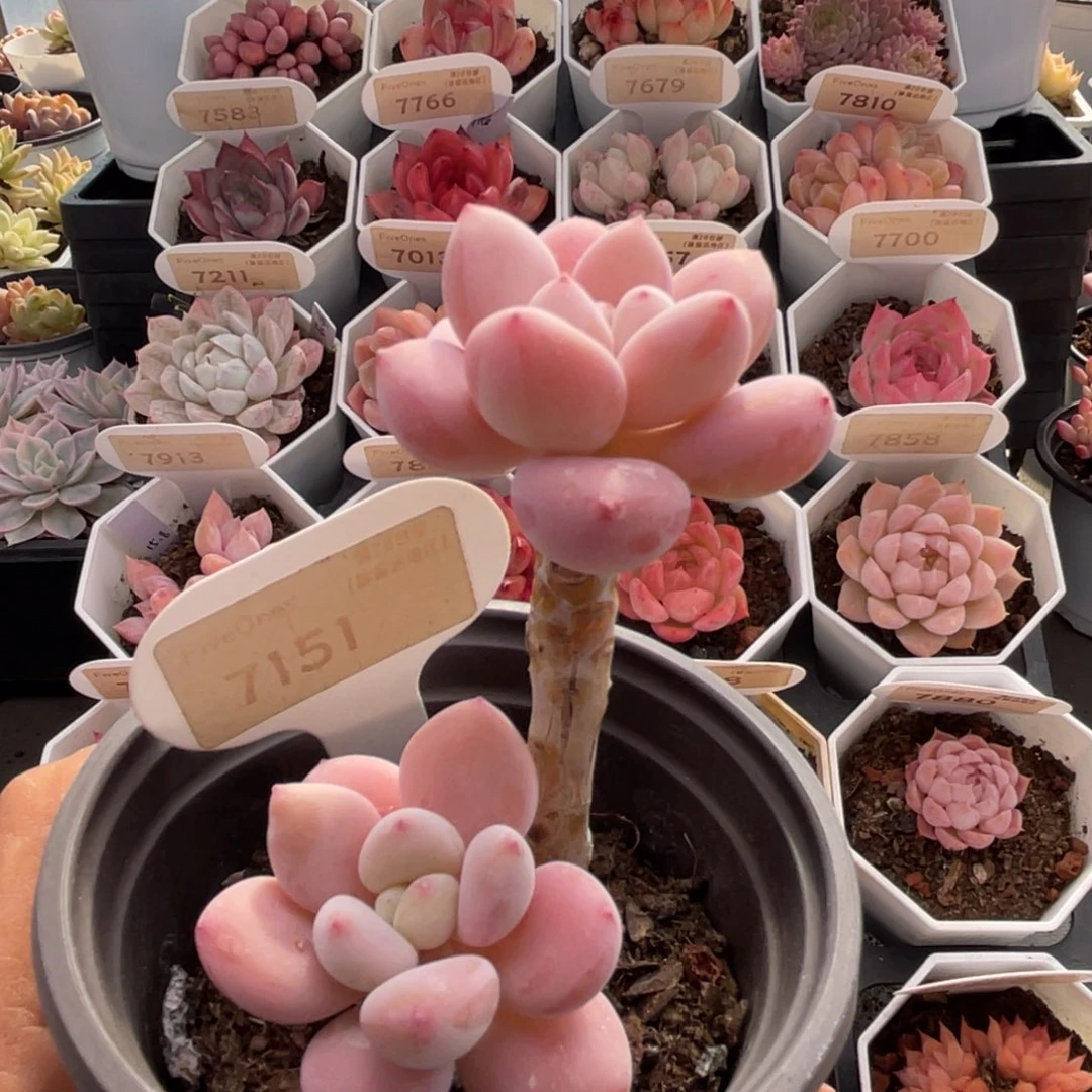 洛神7151-7.0厘米