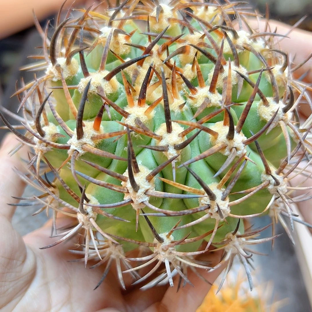 苗接黑曜丸含刺10公分无根