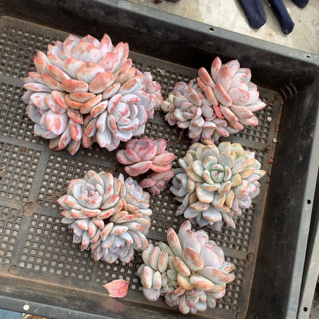 哈哈哈哈哈哈哈哈石榴籽