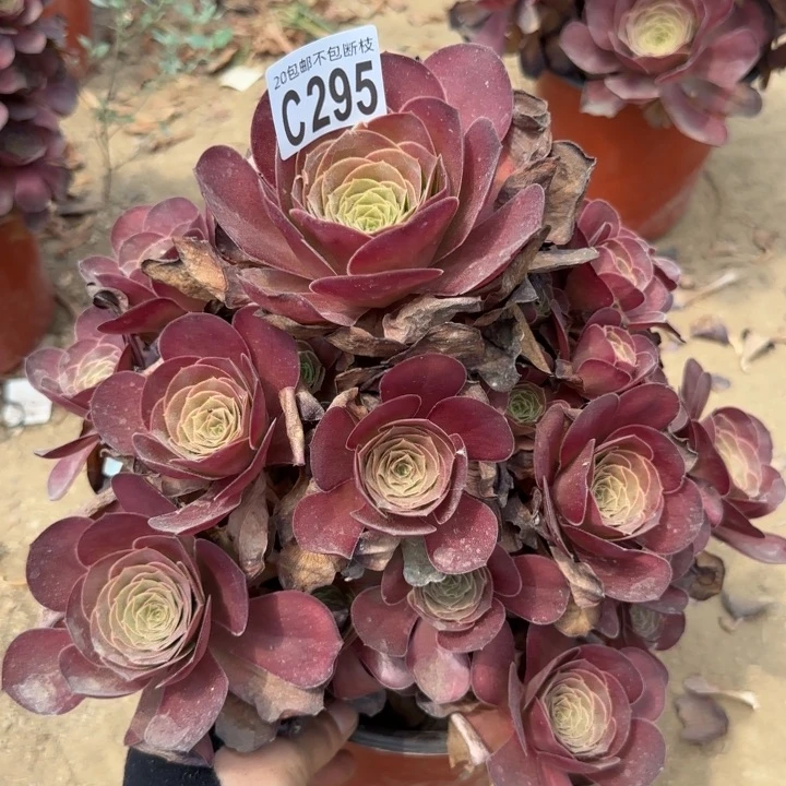 魅金……多肉植物……