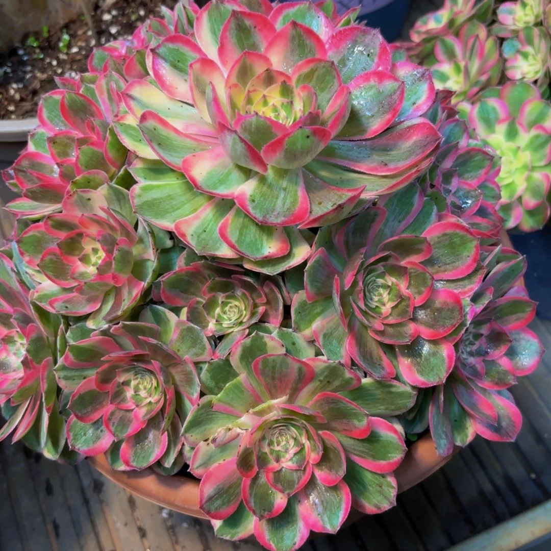 紫***02133多肉植物云河