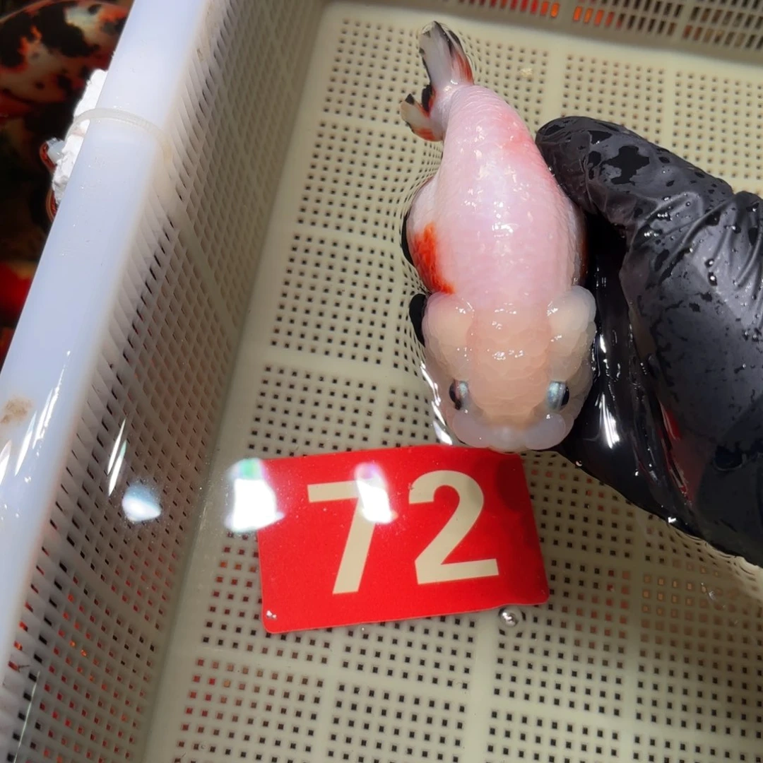 金鱼运费自理不包邮