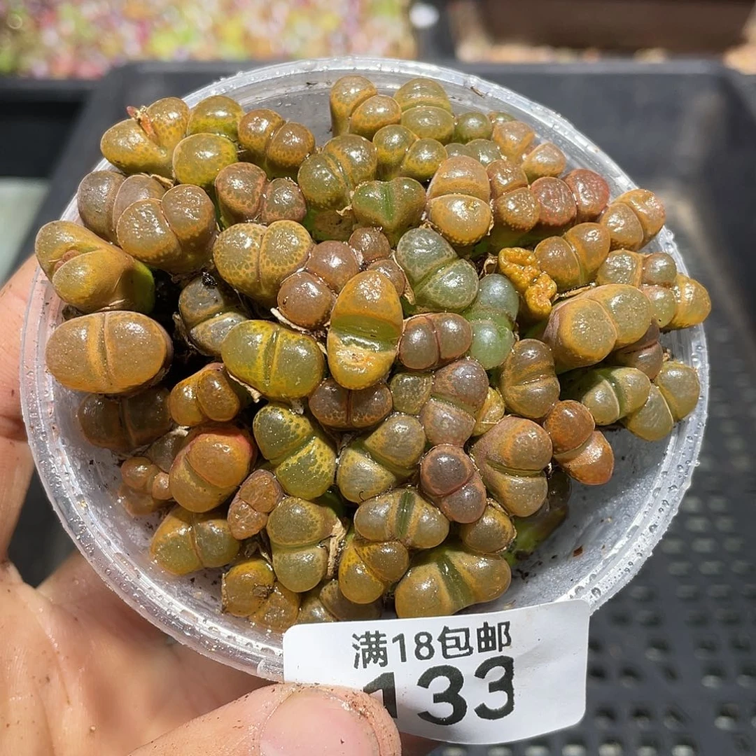 133当天凑满十八元包邮生石花